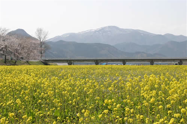17 川渡温泉の菜の花と桜
